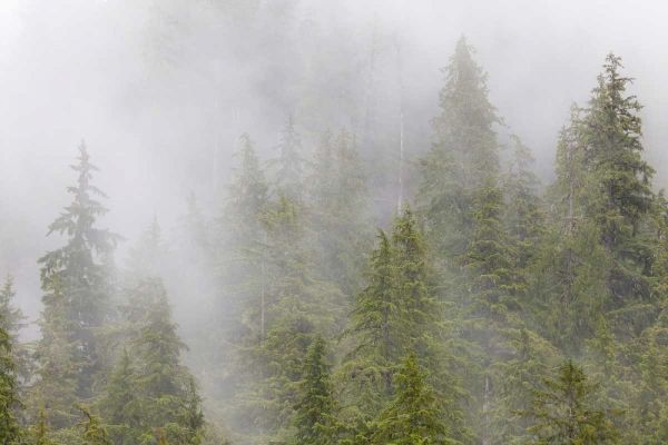 Alaska Fog in spruce and hemlock forest